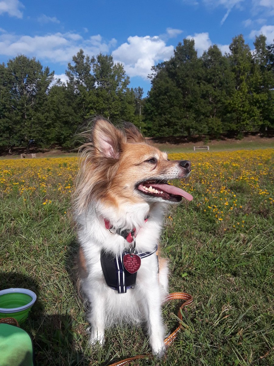 YoteNotes's tweet photo. @CenterForBioDiv @WhiteHouse @EPA Rudy wants these collars off the shelves immediately before any more pets are harmed! #RecallSerestoCollars
Protect our pets, our families, and our planet from harmful pesticidea! https://t.co/5aM8iq67xf
