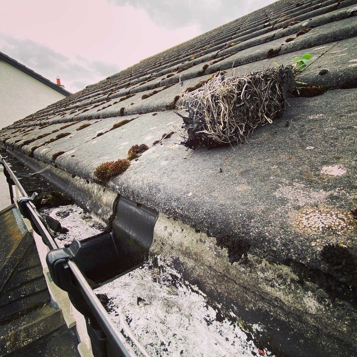 MudderGutters's tweet photo. #gutterblockages cause more #gutterleaks especially with these #marleygutters 
.
#teamtmg on hand with their #guttersucker removed the blockage allowing water to flow freely to the downpipes 
.
#guttercleaning #gutterclearing #gutterrepairs #guttersucker #4kguttercam #bestinmeath https://t.co/nWcqSUrm4g