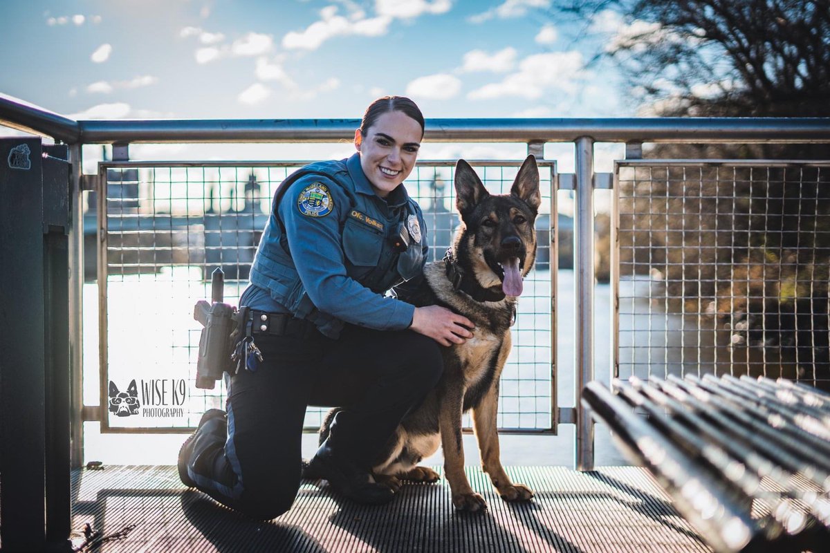 PennVetWDC's tweet photo. Congratulations to our 100th graduate, Kermit! Kermit (Von Haus Wick German Shepherds) will be joining Lower Moreland Police Department as a dual purpose police K9 partnered with Officer Sierra Volkert. This team is currently attending our Scent Detector School. https://t.co/T1Ha5xamsK