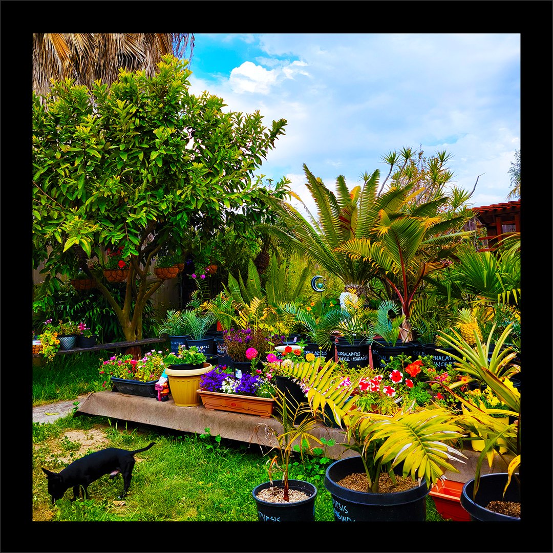 DunCentral's tweet photo. A beautiful time of year in San Diego, California! 
#photography #garden #dog #plants #healthyliving #photoediting #photoshop #spring #flowers #duncentral https://t.co/6gl5Wl1b27