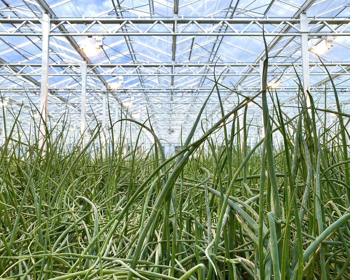 Nos oignons verts poussent en liberté.
🌱🌱🌱
Growin’ wild.