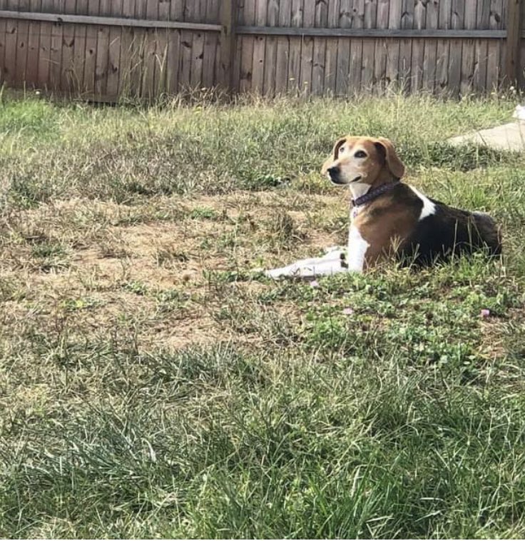 AcademyPaws's tweet photo. Training Trouble Shooting: Our Dog Knows What I Want Them To Do But Chooses Not To Listen

This is a common complaint that I get from clients and potential clients. If a dog isn’t consistently responding to a cue, odds are they just haven’t learned the cue completely yet! https://t.co/27wVLg3lbo