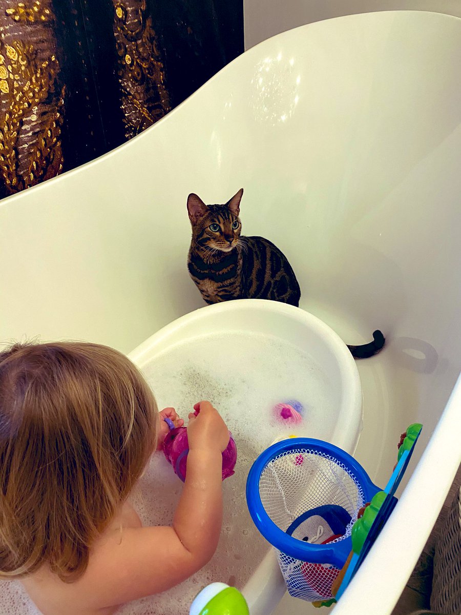 BengalWilma's tweet photo. Frank likes to supervise bathtime 😹🐾❣️😹  #minihuman #wetpaws #LittleFrank #bengal https://t.co/ZKaHNnpgz2