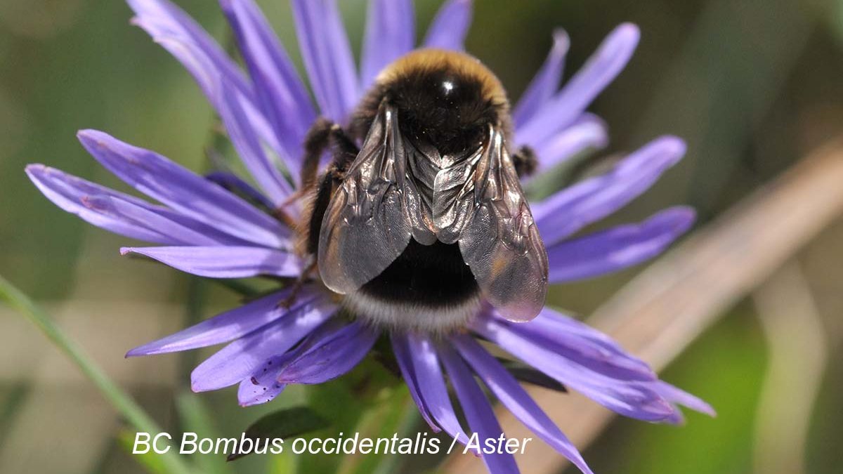 #NativeBees Needs: Spring #Gardening Tips for Native Pollinators

"Native #pollinators need our help. By integrating their needs into the design and care of our #gardens, we can create safe and nourishing oases for them."

Check out the article: bit.ly/Mar2021Nwsltr. Enjoy!