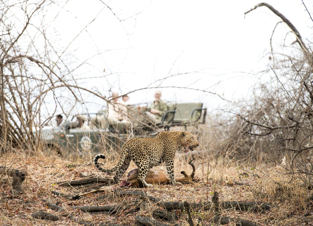 Known as the "CAMP OF THE LEOPARD", Kaingo Camp in Zambia's South Luangwa is the perfect safari destination for a more laid-back experience in Africa that maintains phenomenal wildlife sightings.

#capturedinafrica #safaris <a href="/shentonsafaris/">Shenton Safaris</a> #wildlifephotography