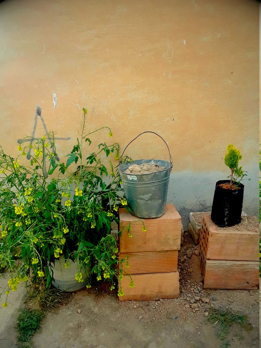 a logo of tekosina anarsist on the wall is visible behind a bucket of greenery and flowers, a bucket of earth, and a small evergreen sapling