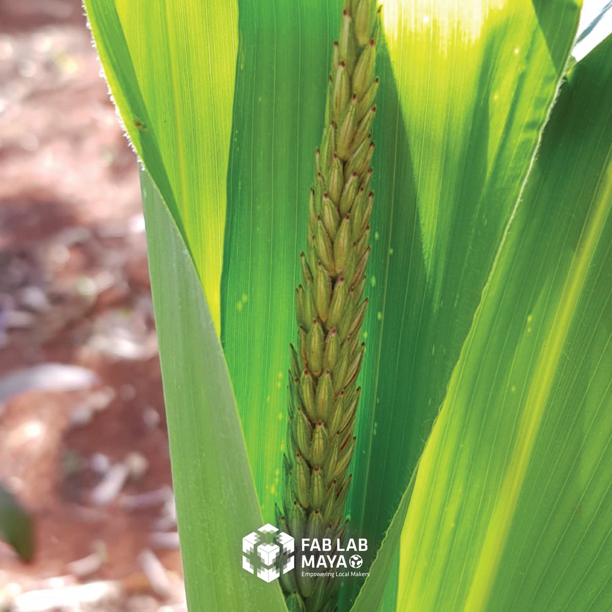 fablab_maya's tweet photo. Día de huerto en el bio[LAB], pronto les estaremos compartiendo cosas nuevas sobre cómo transformamos desechs y material orgánico en el ¡futuro! 🌽💚🌱🌾 #fablabmaya https://t.co/MnM54c3Za7