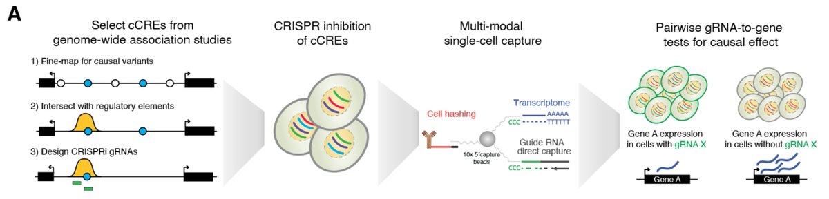John Morris (@johnomix) on Twitter photo Delighted to share work from my postdoc, co-advised by <a href="/nevillesanjana/">Neville Sanjana</a> and <a href="/tuuliel/">Tuuli Lappalainen</a>! It began with wanting to identify target genes for GWAS with CRISPR screens and single-cell seq. Brief look below, with shout-outs to my amazing co-authors!
Link: biorxiv.org/content/10.110… Delighted to share work from my postdoc, co-advised by <a href="/nevillesanjana/">Neville Sanjana</a> and <a href="/tuuliel/">Tuuli Lappalainen</a>! It began with wanting to identify target genes for GWAS with CRISPR screens and single-cell seq. Brief look below, with shout-outs to my amazing co-authors!
Link: biorxiv.org/content/10.110…