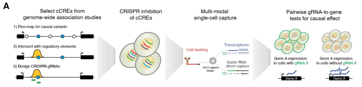 Delighted to share work from my postdoc, co-advised by @nevillesanjana and @tuuliel! It began with wanting to identify target genes for GWAS with CRISPR screens and single-cell seq. Brief look below, with shout-outs to my amazing co-authors! Link: biorxiv.org/content/10.110…