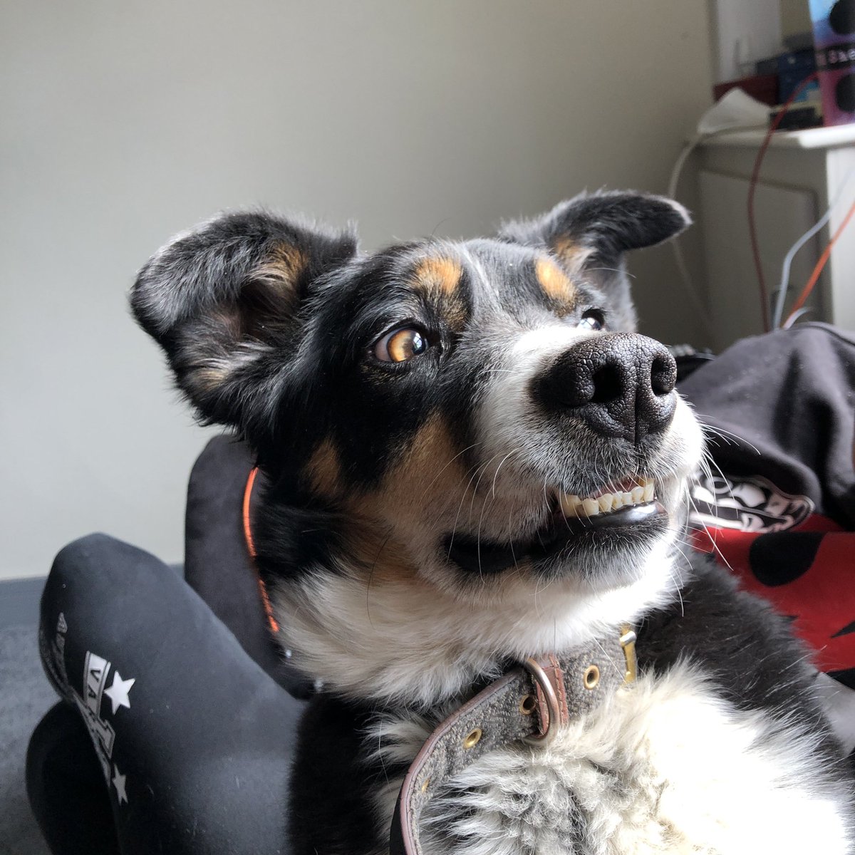 ImTristanG's tweet photo. @jbethjs @media_wholesome Not so much dancing until he is super settled and comfortable but here are some cute pictures anyway #DogsOfATwitter #AgencyDogs #AgencyChat https://t.co/Ik52igxoco