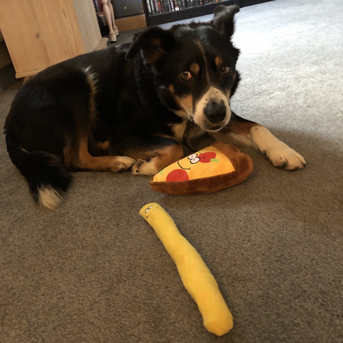 ImTristanG's tweet photo. @jbethjs @media_wholesome Not so much dancing until he is super settled and comfortable but here are some cute pictures anyway #DogsOfATwitter #AgencyDogs #AgencyChat https://t.co/Ik52igxoco