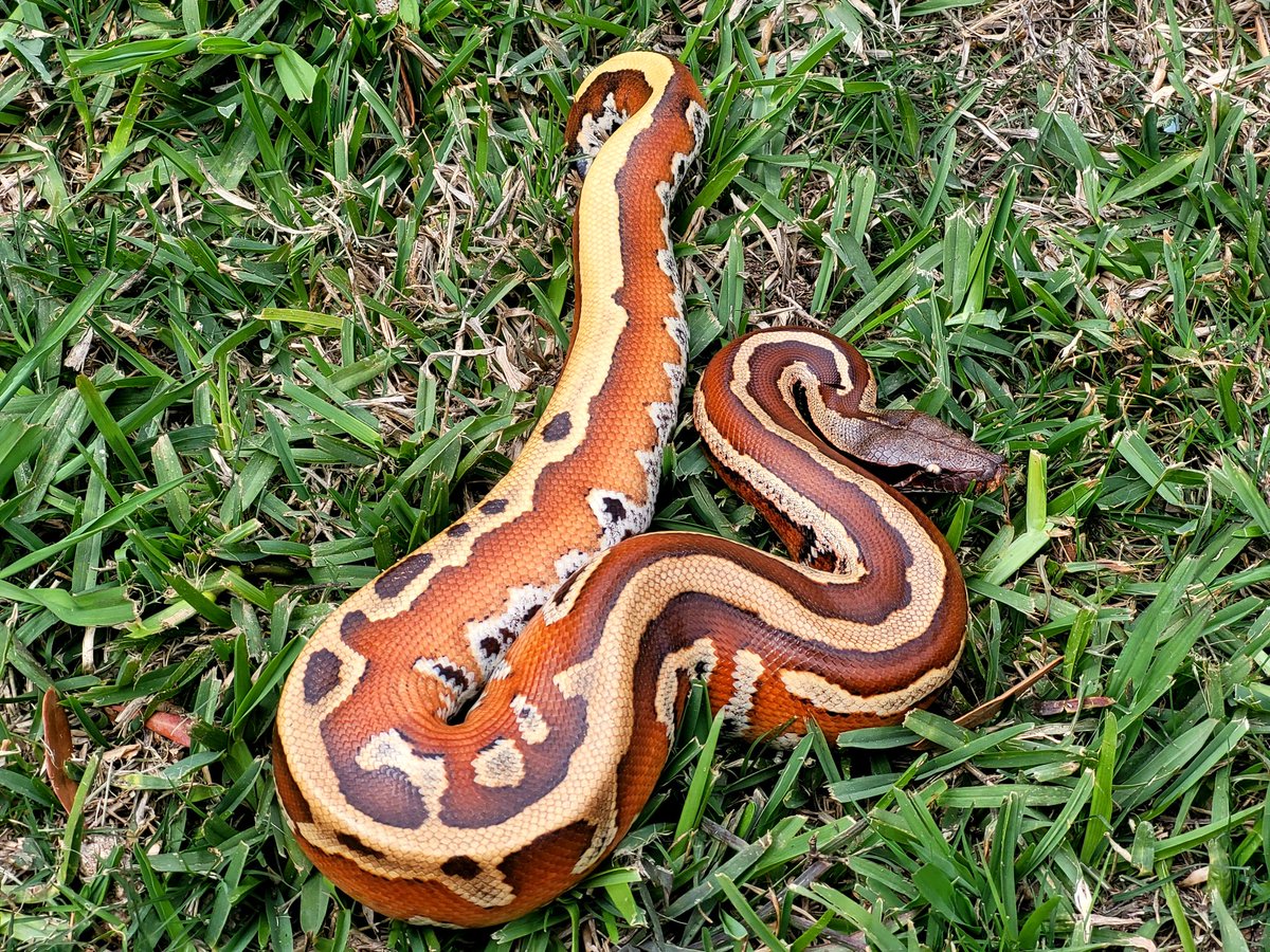 Keberyna's tweet image. I don&apos;t normally post stuff but I had to share this gorgeous boy I produced two years ago. #bloodpython #shorttailpython #pythonbrongersmai