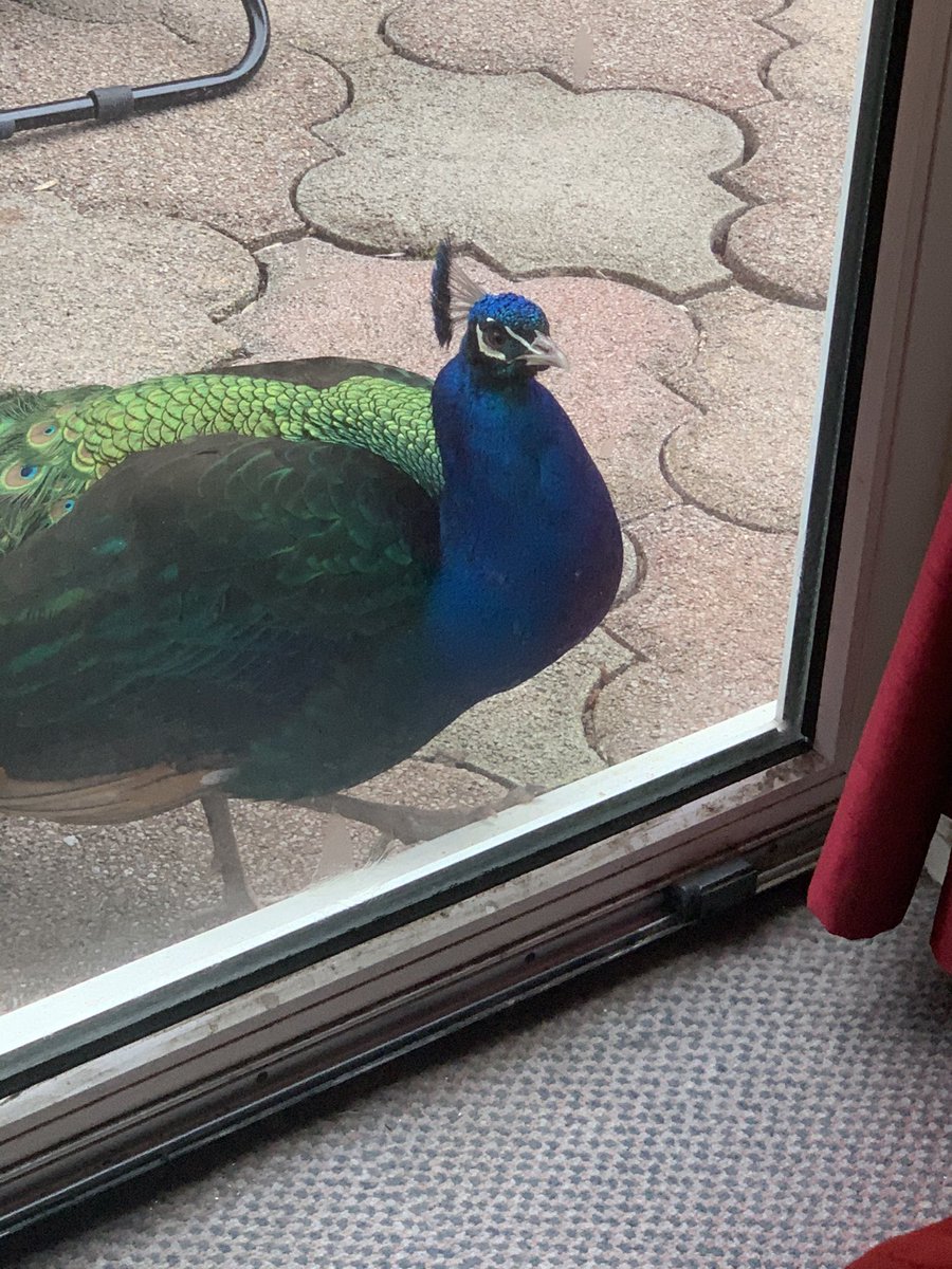 LarryFlick's tweet photo. We just had dinner. And we heard a tap at our garden door... #ArthurThePeacock #UKLife #DinnerForAll https://t.co/VifXnNiZ5E
