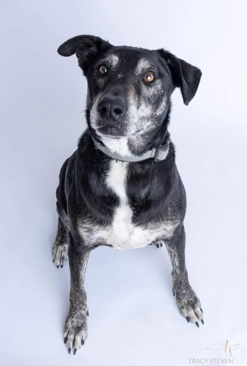 This handsome man is Trigger. He had a rough start to life, but it hasn't stopped him from being a good boi. He's 70 pounds of gorgeous Catahoula mix who's good with other dogs. Trigger is heartworm positive, but going through slow kill treatment. His adoption will include meds.