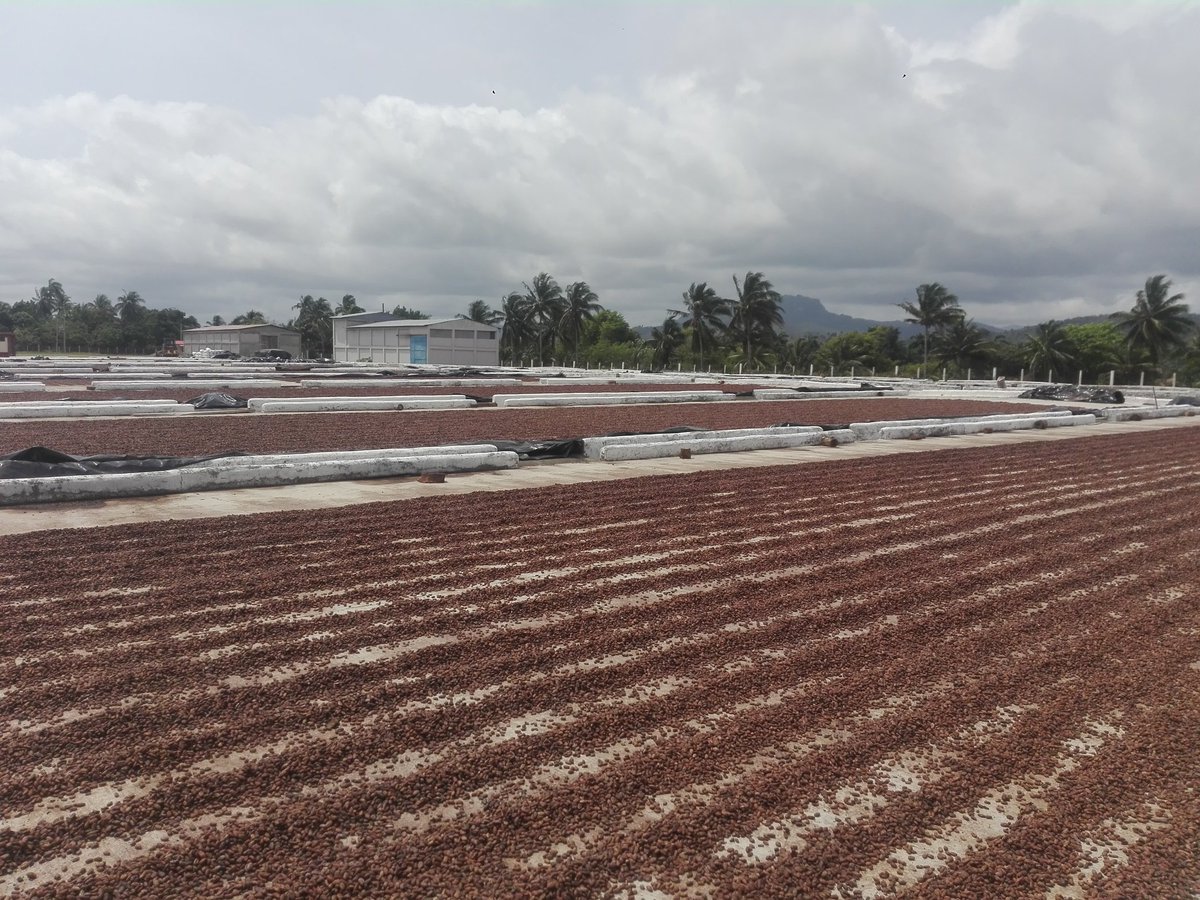 Robeldi1's tweet photo. El centro de beneficio de CANE en la EAFCoco Baracoa alista en sus secaderos la masa de cacao que conformarán los futuros lotes para la exportación, ese colectivo ratifica cumplir sus compromisos, además desarrollan nuevas áreas para produccion de alimentos. Tareas de Orden https://t.co/bYfBo1FMz1