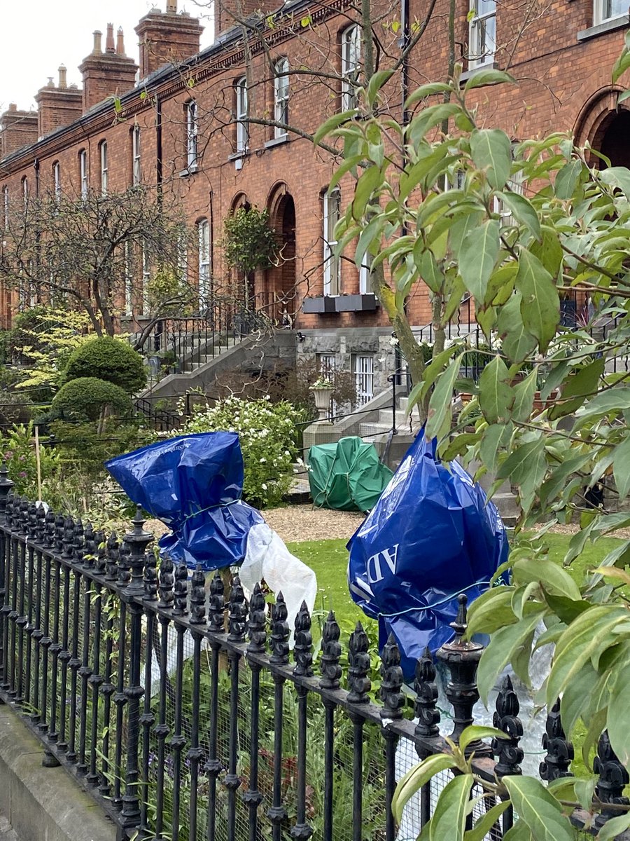 Spotted by eagle eyed #dmvfarchitects today on Dartmouth Sq, clever and practical use of our iconic Adam’s bags protecting horticultural treasures from the coming frost attack tonight. #Dublin #Ranelagh #Rathmines