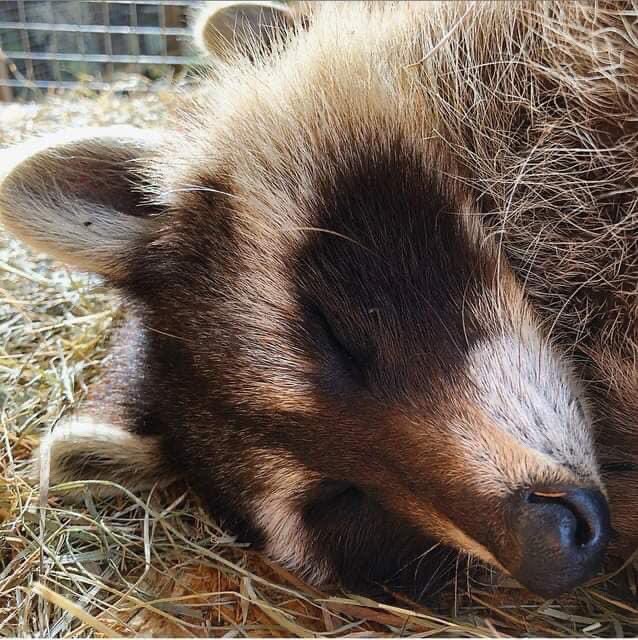 Just Exotics tweet media