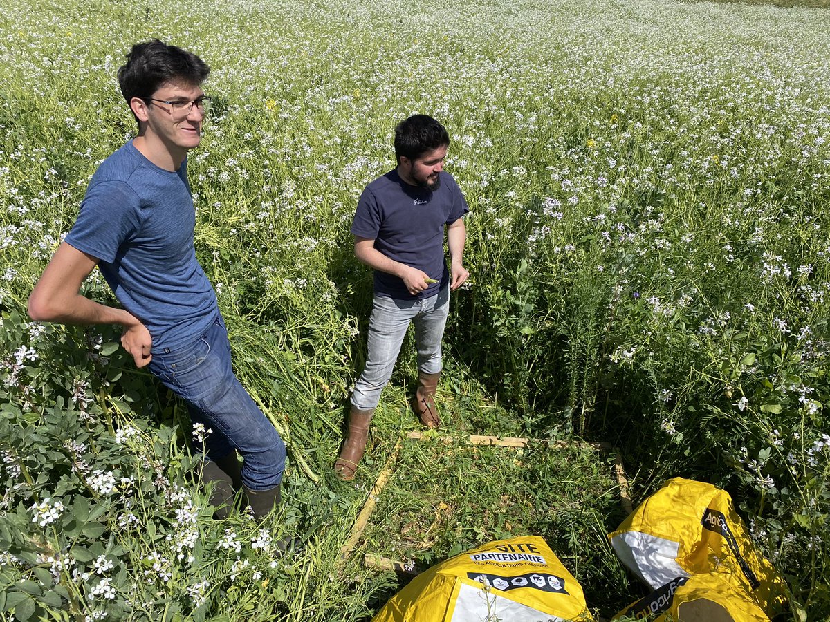 BonaHoun640's tweet image. Méthode #MERCI, effectuée ce matin par l’#ALPAD 
Ce #couvertvégétal 🍀🌱prédestiné au #SDSCV 🌽 sera finalement récolté cet été 
Nouvelle expérience 🤓
#KeepGrowing  @FthomasTcs