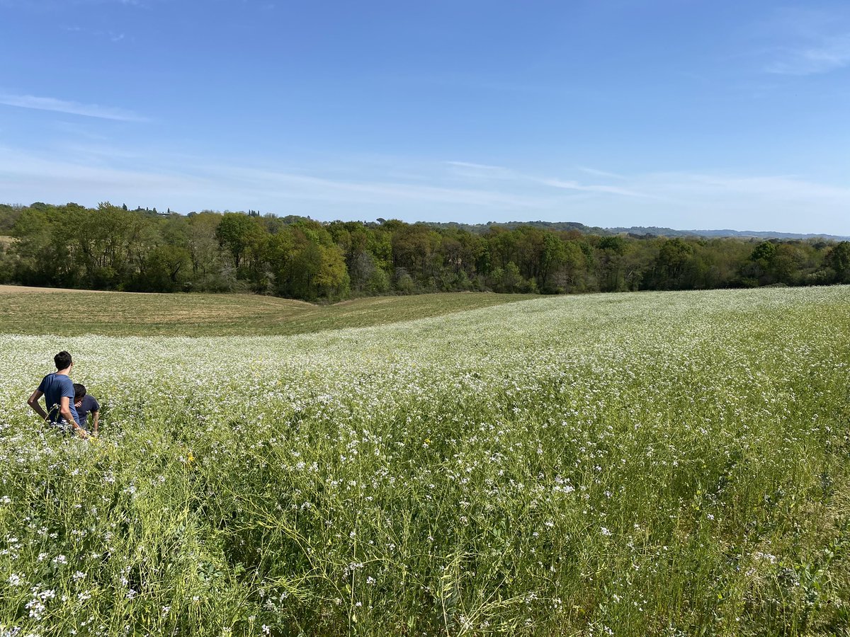 BonaHoun640's tweet image. Méthode #MERCI, effectuée ce matin par l’#ALPAD 
Ce #couvertvégétal 🍀🌱prédestiné au #SDSCV 🌽 sera finalement récolté cet été 
Nouvelle expérience 🤓
#KeepGrowing  @FthomasTcs