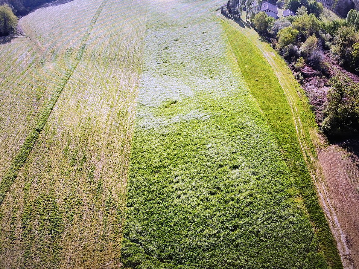 BonaHoun640's tweet image. Méthode #MERCI, effectuée ce matin par l’#ALPAD 
Ce #couvertvégétal 🍀🌱prédestiné au #SDSCV 🌽 sera finalement récolté cet été 
Nouvelle expérience 🤓
#KeepGrowing  @FthomasTcs