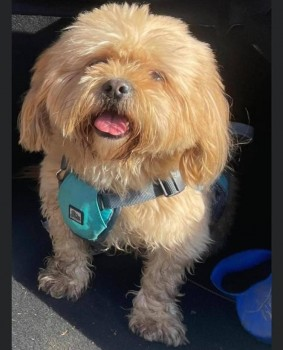millypod1's tweet photo. 🆘5 APR 2021 #Lost NERVOUS Tan Lhasa Apso Male
Steall Falls area #GlenNevis #Scotland #PH33

Last seen around the area of Upper/Lower Falls, Steall Fall Car Park and Paddy's Bridge. 
SIGHTINGS PLZ ☎️07506 629503/ 07828 760303
https://t.co/Vk02Jgzs0u https://t.co/kzH48Qi5kD