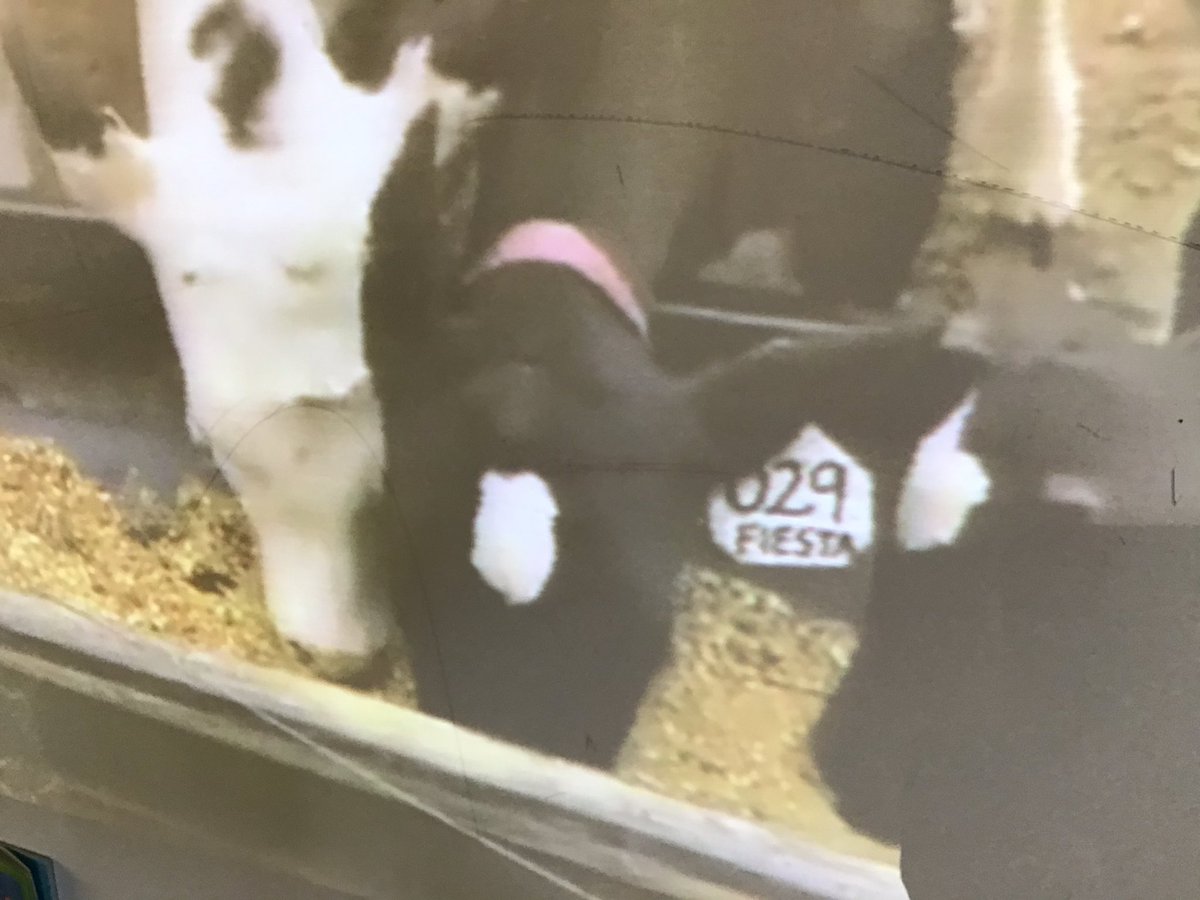 debbie_eckstein's tweet photo. Bogart/ Eckstein Ss enjoyed seeing our adopted cow, Fiesta! She lives in GA with Farmer Katelin and her family- they take great care of her!!  @PGE_Stars #PGEStarStudents https://t.co/zXv9DGRnrx