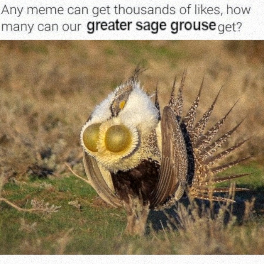 jaylee_tx's tweet photo. Obligatory Greater Sage-grouse memes https://t.co/xwgEqMyj2e