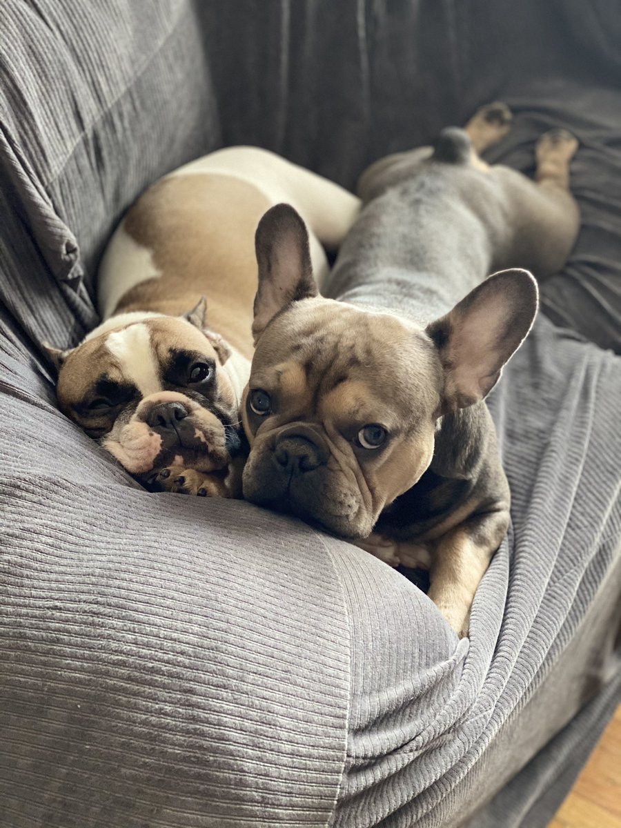 LaSegadora95's tweet photo. @MaximumMagus omg yes! Luci is white with brown spots &amp; the other is Mika 💓💓 https://t.co/SKPTScC7gg
