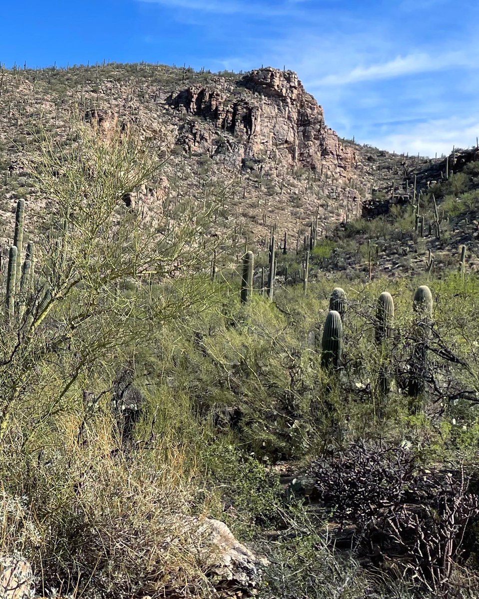 totallytucson's tweet photo. Happy Thursday, #Tucson! 90 and sunny today. Hiked this morning on Agua Caliente Hill for the first time. Cool 65 degrees at 8am. Rugged trails with awesome views. Ascent steep but easy, with built-in natural wood and stone steps. @VisitTucsonAZ #visittucson #hiking @AllTrails https://t.co/bxe51AS7Sa