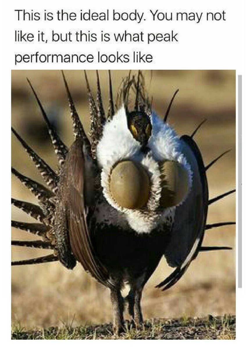 jaylee_tx's tweet photo. Obligatory Greater Sage-grouse memes https://t.co/xwgEqMyj2e