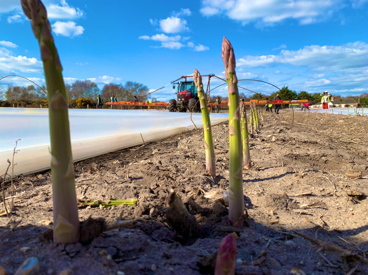 MylesForberr's tweet photo. Still blooming cold but it did look a little like spring yesterday! #asparagus #springveg #buybritish #redtractor https://t.co/1bWuDBzsm0