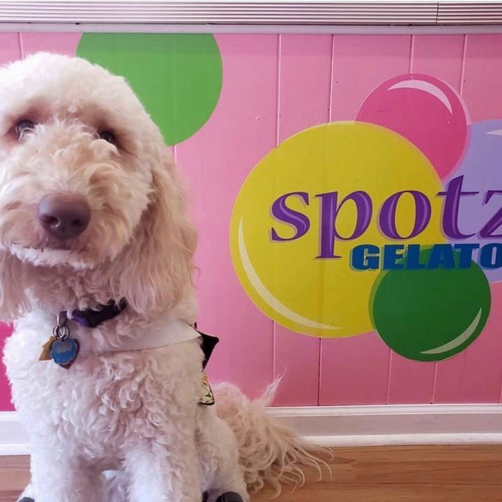 TONIGHT.... Join us and <a href="/woodfordhumane/">WoodfordHumane</a> for a sneak peek at our new store in Midway from 6-8 pm tonight. 100% of our sales will go to Woodford Humane.  Something sweet for a sweet cause... how can you wrong?! 

Available now for carryout, curbside and de… instagr.am/p/CNafg4kAYUl/