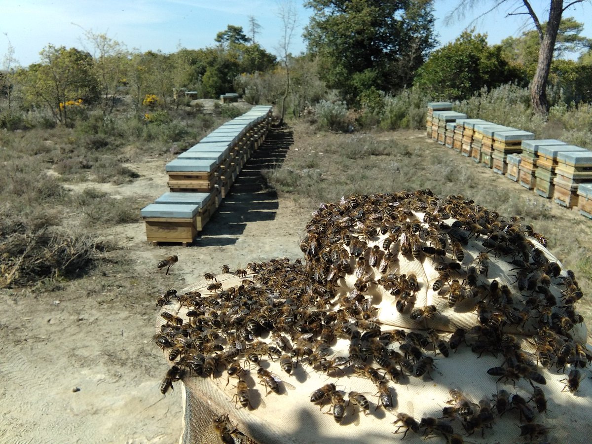pepdeliciademel's tweet photo. Avui em acabat fins més amunt del gorro!! 🤭🤪
🐝🐝🐝🐝🐝🐝🐝🐝🐝🐝

#apicultura #natural #artesanal #proximitat #productesdelaterra #catalunyaexperience #igerscatalunya #rural #natura #productors #orgullpages #delicatessen #qualitat #km0 @productorscat @ElSegell https://t.co/TvCeGWKLhE