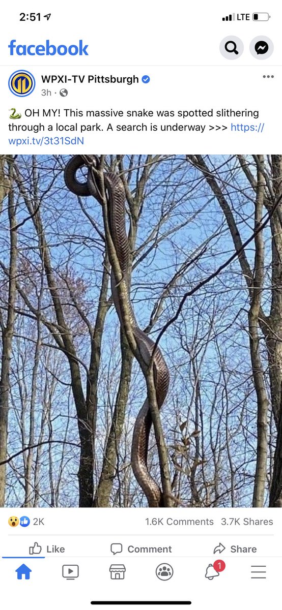 Morgantown python made it to Pittsburgh !