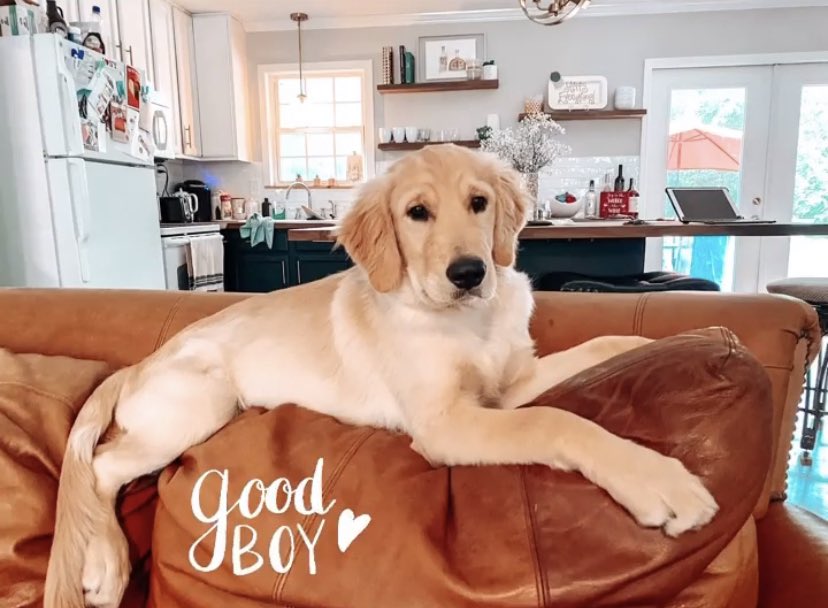 pLARAE's tweet photo. It’s like last month I had a little nugget and now I have grown man as a puppy! Growing so fast!! 😍 https://t.co/M0uktgdUXk
