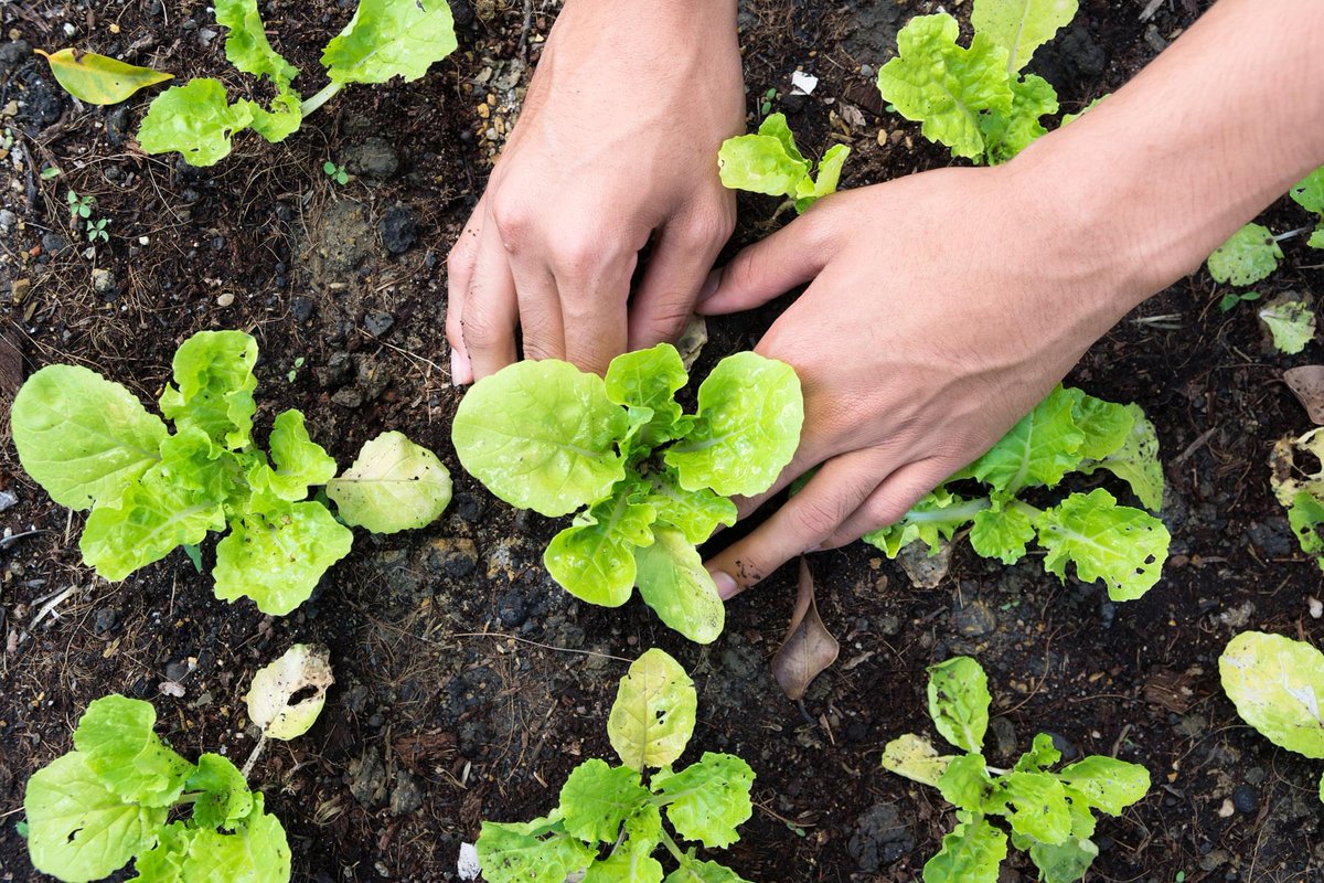 WIN_SanRamon's tweet photo. Celebrate National Garden Month with these easy home gardening tips. Click the link to learn more about different types of plants, how to start a garden, and how to keep it growing: https://t.co/BiNo3FvDh5
#gardening #nationalgardenmonth https://t.co/KLoHJIcyHN