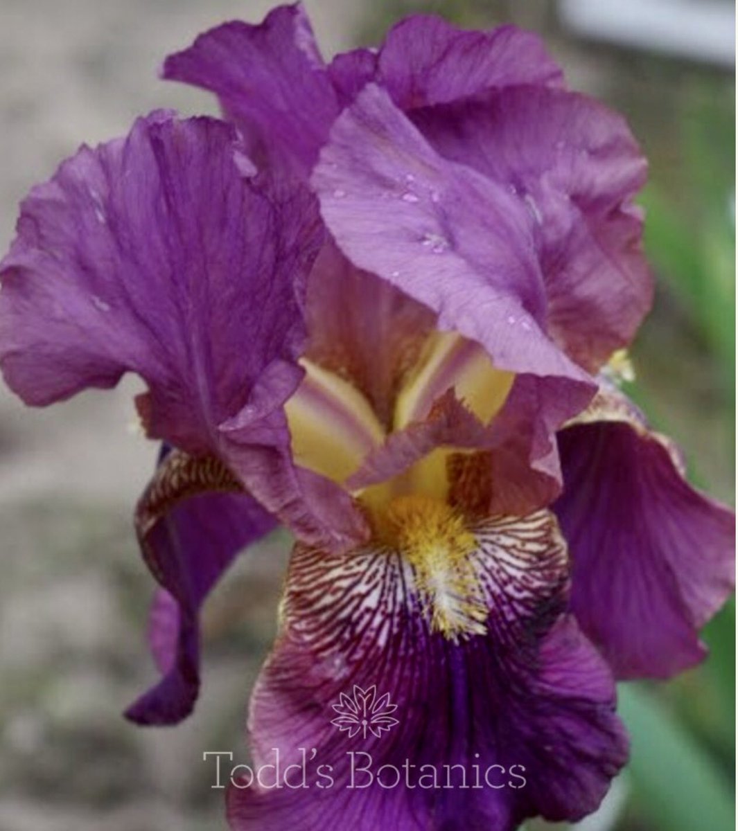 ToddsBotanics's tweet photo. Another lovely #bentoniris Dusky Violet Iris ‘Benton Menace’ with fabulous rich peacock purple falls and plum coloured ruffled standards & contrasting amber beard. Striking with sturdy stems. Available in 2L pots. #onlineplants #plantsdelivered H1m https://t.co/CRdwWUzJP5