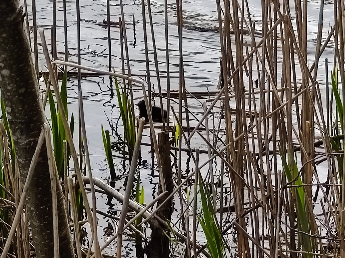 LindowCommon's tweet photo. Not the best pics, but confirmation of some of #LindowCommon's first new arrivals of 2021.  These tiny black bundles of fluff are Moorhen chicks spotted in the South-Western corner of the Black Lake.

Looks out for more Spring chicks over the next couple of weeks!🐣
#Wilmslow https://t.co/yWwN1CGQPw