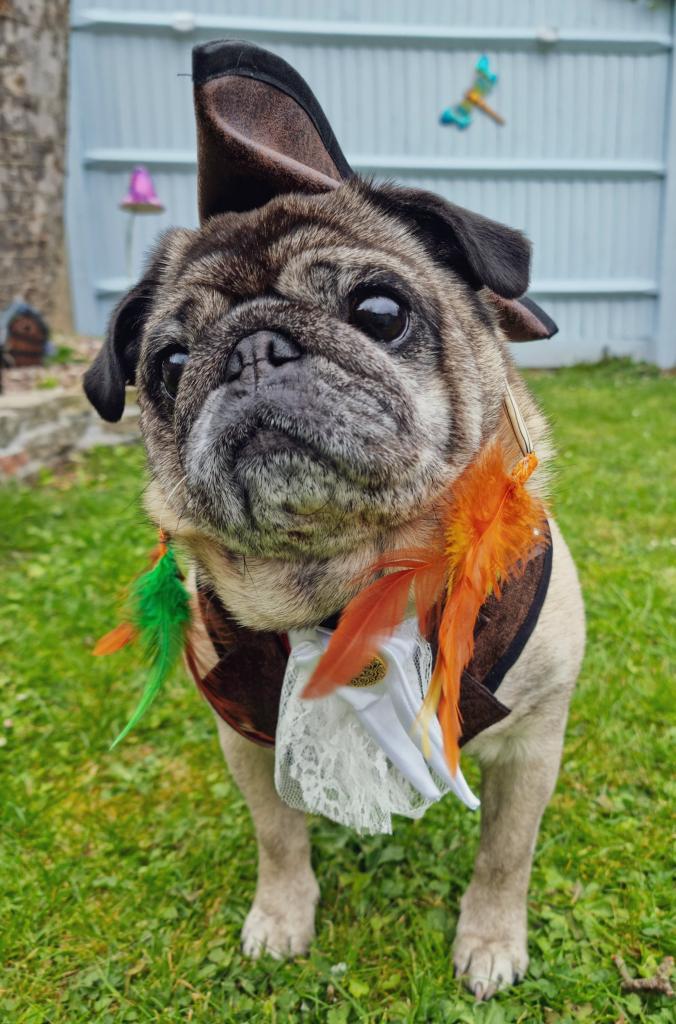 Oh it's all part of being a #pirate (A pirate! A pirate!)
Captain Wilson 🏴‍☠️
#rescuepug #pdwra