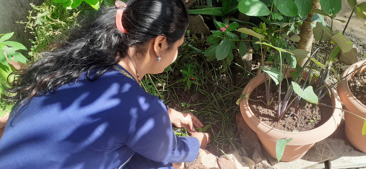 AparnaDhamal's tweet photo. #AprilCool Challenge 
🌱☘🍀🌿🌴🌳
झाडे लावूया झाडे जगवूया व एप्रिल कूल बनवूया @TanpureSonali 
सौ.सोनाली प्राजक्त दादा तनपुरे मॅम यांनी या  उपक्रमाची ओळख नावीन्यपूर्ण रीतीने करून देऊन आधी स्वतः त्याचा अवलंब केला व आम्हालाही प्रेरित केले...Thank you so much @TanpureSonali Ma'am https://t.co/Fj9rCM52EF