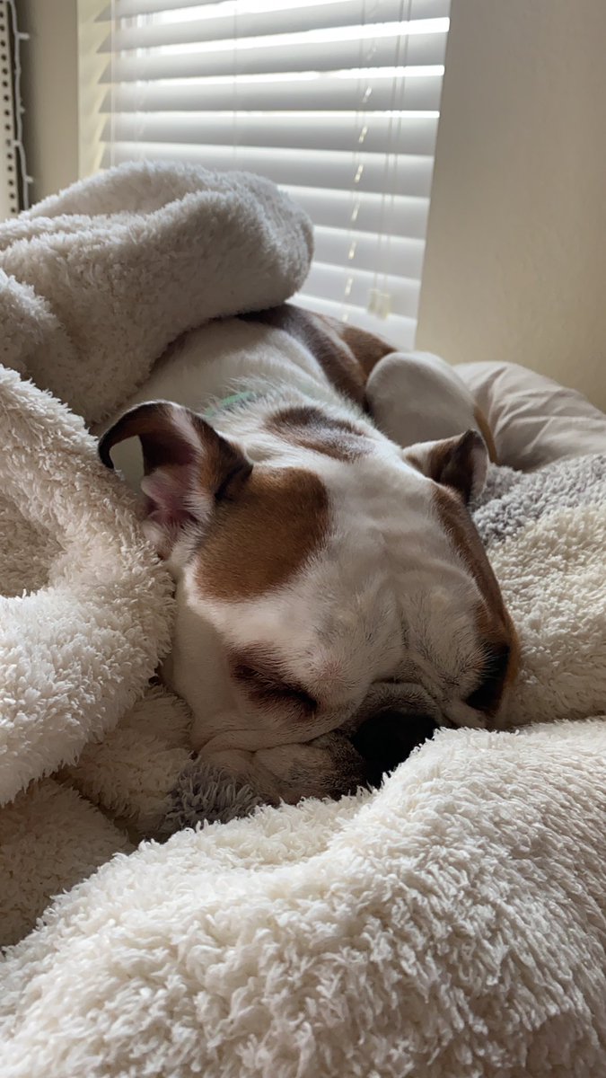 sklowry2's tweet photo. It’s hard to get anything accomplished when all Lulu wants is for me to snuggle with her! #GrooverPR https://t.co/CtDJvysWD4