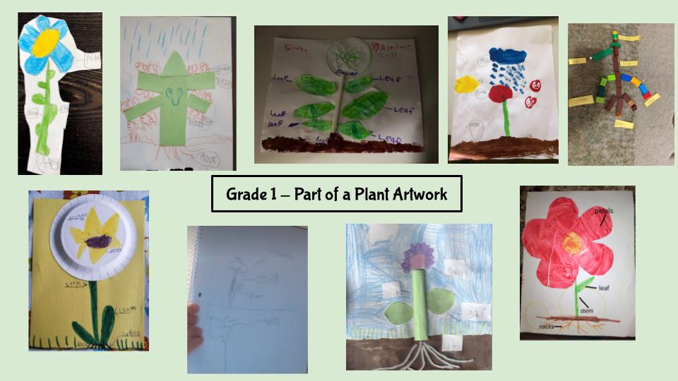 Grade 1 Online Ss <a href="/DixiePSchool/">Dixie Public School</a> are learning about living things. They used their own materials at home to create these unique plants and labeled each part. #scienceandartfun