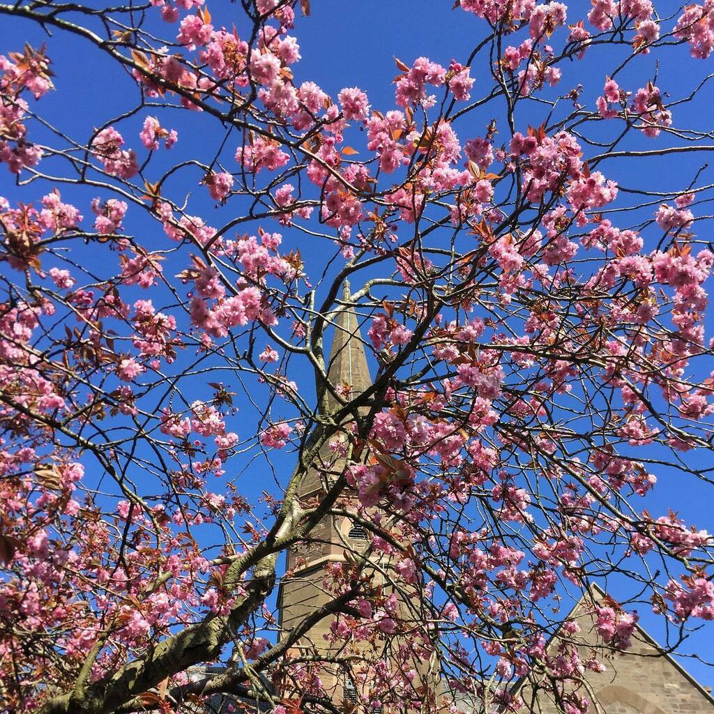 Gisforgingers's tweet photo. It’s almost cherry blossom season again and I can’t wait to snap away to my hearts content 🌸 📷 #Montrose #Angus #VisitAngus #Spring #Blossom #CherryBlossom #Scotland #Flowers #blogandbeyond #discoverunder2k https://t.co/Zwpz6hSf9C https://t.co/YrFi3JUQ8W