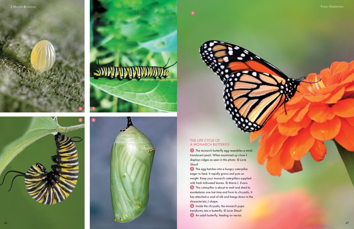 2 Million Blossoms tweet media