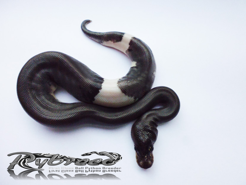 Pybreed1's tweet photo. Super Cinnamon Piebald aka Panda Pied male. The photo is from the 2013 season and the animal has just molted for the first time
.
#pybreed #Python #pythonregius #ballpython #reptiles #animals #snake #königspython #Morphe #piebald #love #FolloMe #terrariumloves #exotic #natural https://t.co/SZsbyLizXE