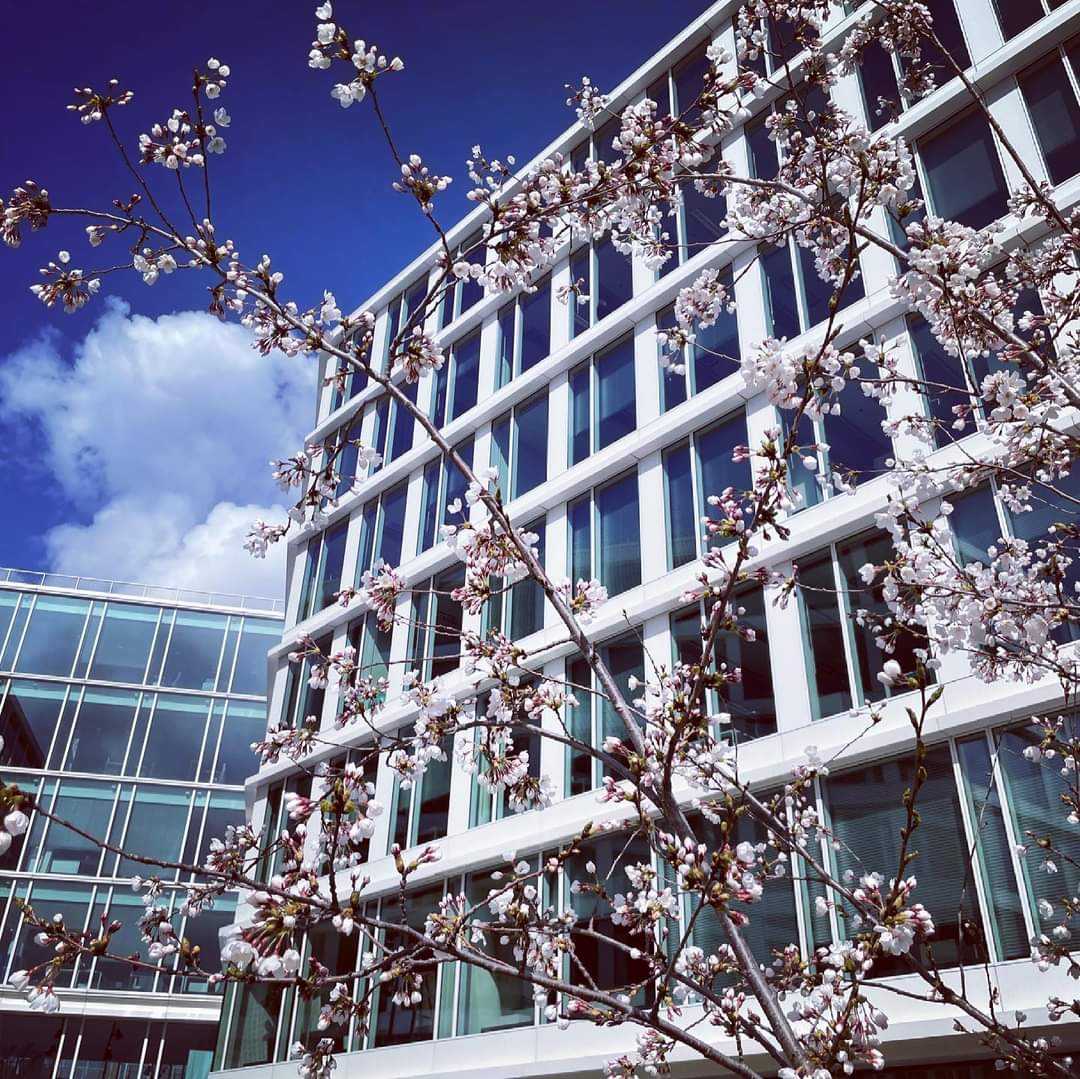 apollo_division's tweet photo. Our offices 🌸
#spring #clouds #softwaredevelopment #actumdigital #apollodivision🚀 https://t.co/bcuReqEL9L