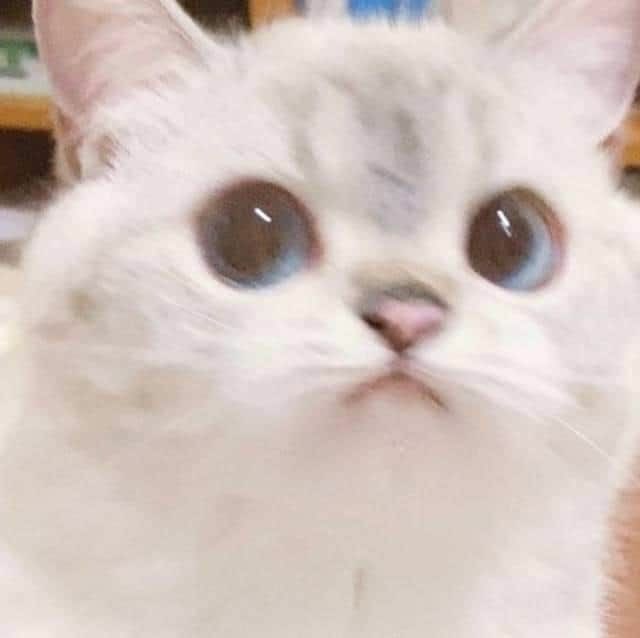 lnwtamm tweet media