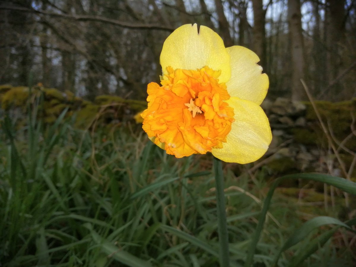 Hike1000miles's tweet photo. Isorunclub session ππ»π
#cumbria #cumbriaRun #LakeDistrict #notjustlakes #runningchallenge #cr_uk #getoffthechair #fellrun #fellrunning #fells #nature #isorunclub #flowers
#PolarVantageV #landscape #running #run https://t.co/kZzeQUYLYi