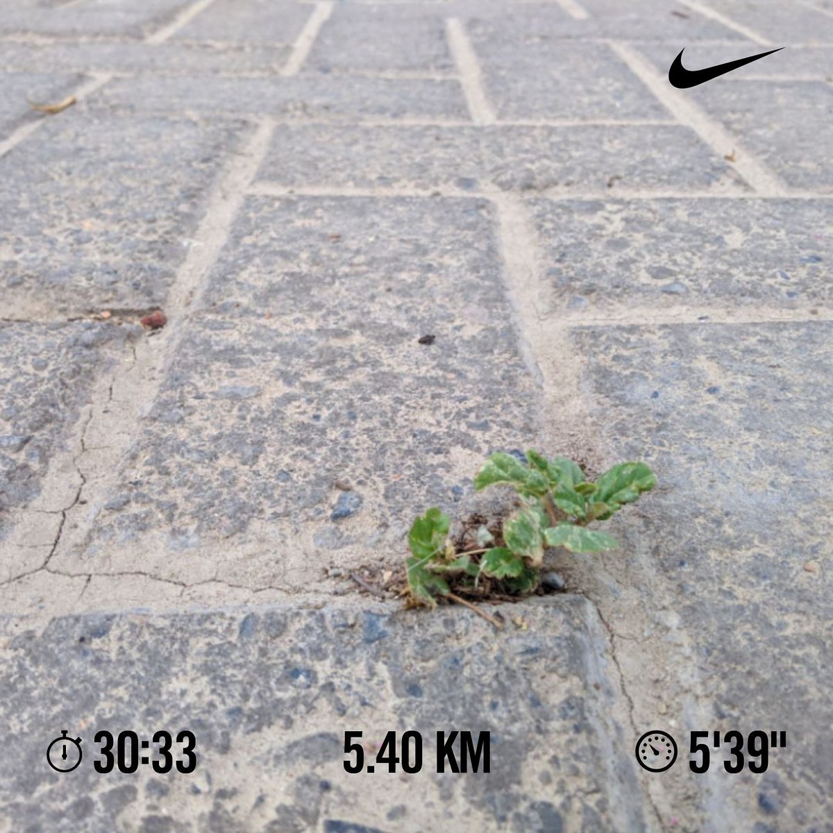 rodriguez_ileo's tweet photo. 🏃 5.40  km
#running #5k #fitbit #run #8k #nikerunning #adidasrunning  #perurunners #runner #runnersofinstagram  #runnersworld #runningmotivation #10k #runnercommunity #fitbitversa #runtastic https://t.co/CLFqfjQs2h