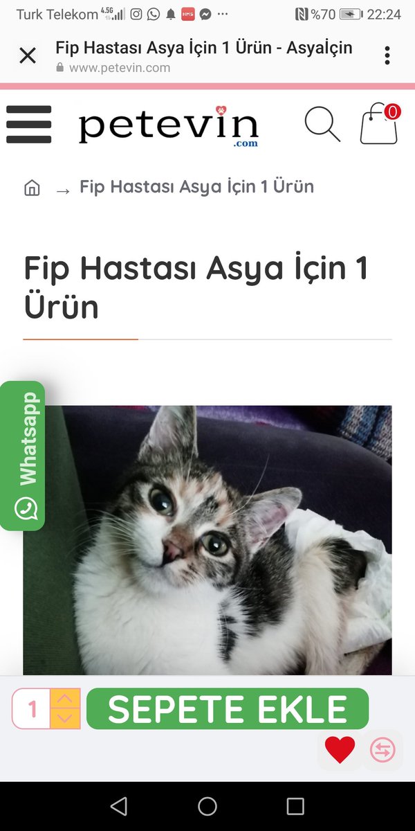 Tedavisini devam ettirebilmem için @petevinshop kampanya linkimiz🙏 petevin.com/fip-hastasi-as…